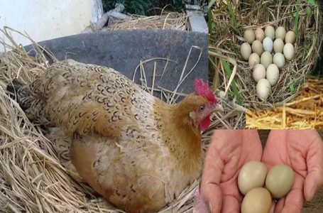 Mơ thấy gà đẻ trứng đánh con gì? Bí ẩn giấc mơ gà đẻ trứng
